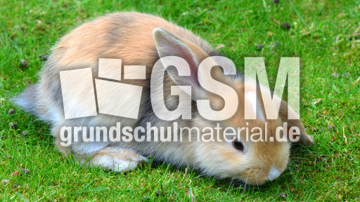 Widderkaninchen (16).jpg